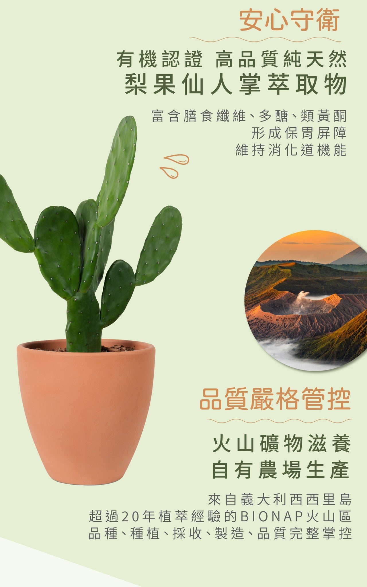【守衛者】仙人掌奇異果