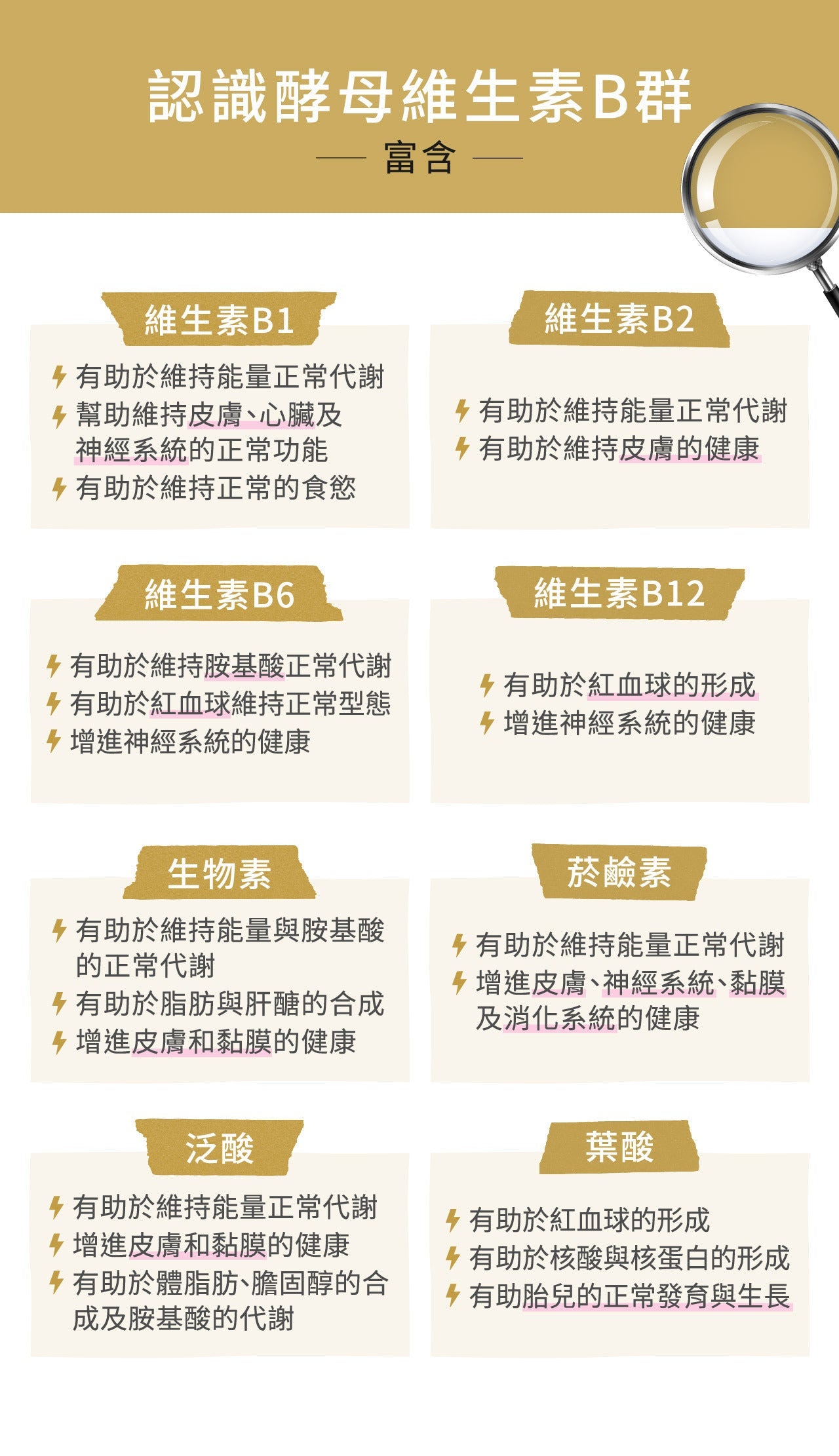 【體力MAX】酵母維生素B群